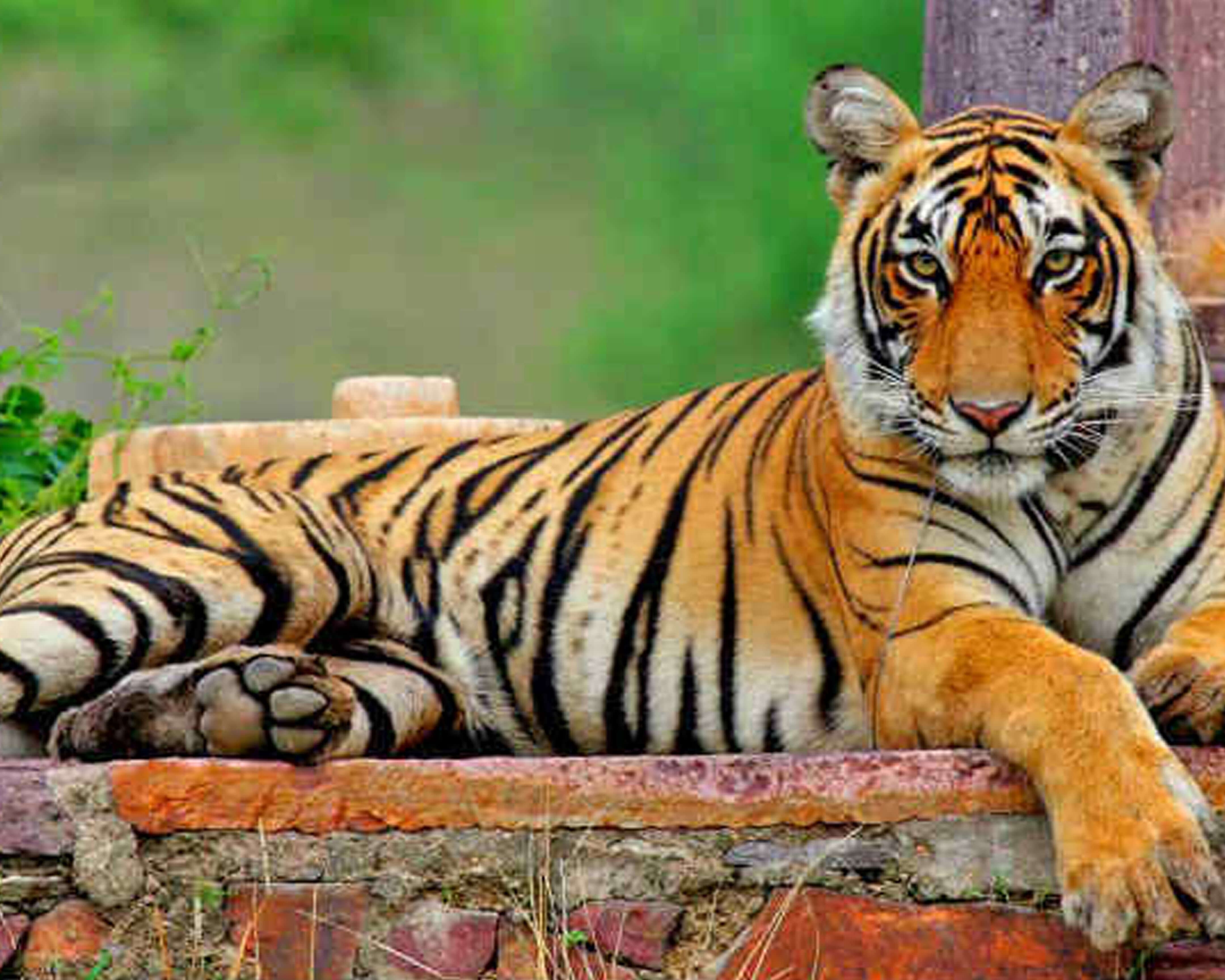 Tigres de Rajasthán